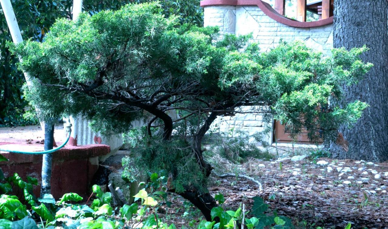 로비니 Vila Albatros B&B 외부 사진